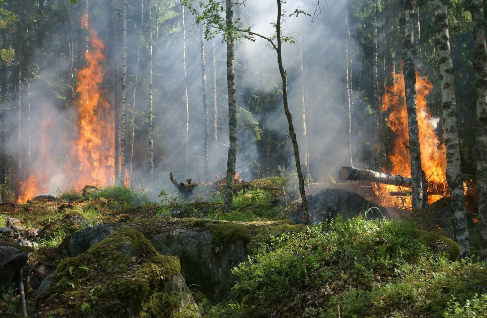 Žhář zapaluje ohně v lesích v době vysokého rizika šíření požárů