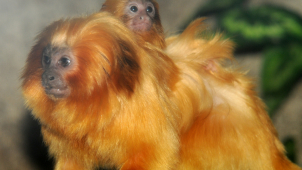 Olomoucká zoo přivítala dva nové lvíčky zlaté