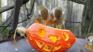 Zvířata z olomoucké zoo si pochutnala na dýních