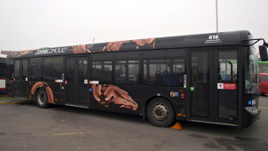 Hroznýš na autobusech dopravního podniku láká k návštěvě zoo