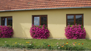 Olomoucký magistrát vyhlásil soutěž o nejhezčí květinovou výzdobu