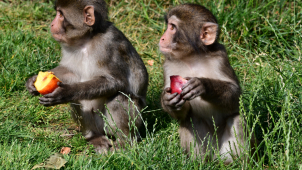 Parta makaků z olomoucké zoo se rozrostla o dvě mláďata