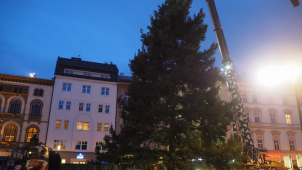 Vánoční jedle dorazila do Olomouce. Jak se bude jmenovat?