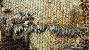 Včelstva zimu tentokrát přežila bez velkých ztrát
