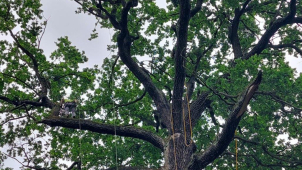 Král dub prošel odborným ošetřením