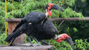 Návrat kaferáků na savanu v olomoucké zoo