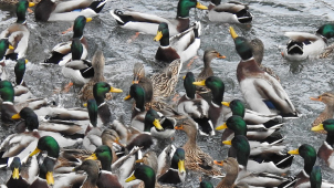 Mrazy pokryly vodní plochy ledem. Přikrmujte i vodní ptáky, ale správně