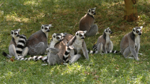 Zoo zjišťuje přesné počty zvířat. Se sčítáním pomůžou návštěvníci
