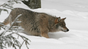 V Jeseníkách žijí nejméně dva vlčí páry, ukázal průzkum