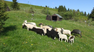 Pod Pradědem se po desítkách let znovu pasou ovce