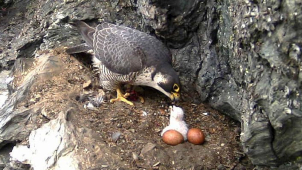 Sokoli v Jeseníkách letos vyvedli 32 mláďat