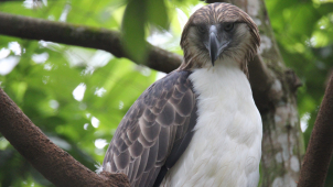 Čeští zoologové učí Filipínce, jak zacházet s orlím spermatem