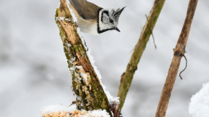 Ptačí hodinka: Sčítejte ptáky z pohodlí domova