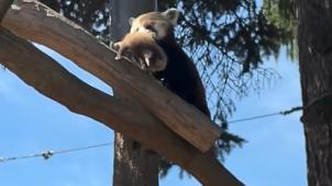 Panda červená přivedla na svět dvě mláďata!