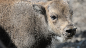 Zubří rodinka v olomoucké zoo se opět rozrostla
