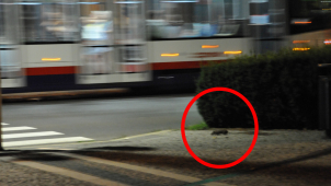 Olomoucké přednádraží zamořili přemnožení potkani