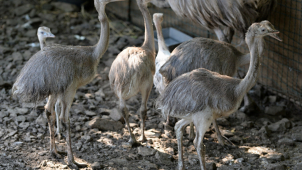 V olomoucké zoo mají šest malých nanduů