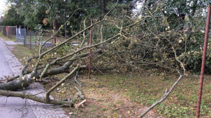 Na plot olomouckého Rozária spadl strom, nevydržel nápor větru