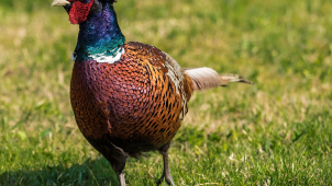 Policisté řešili o víkendu krádež bažanta i vykradené auto