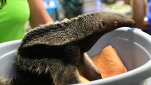 Malý mravenečník se poprvé vážil pod dohledem novinářů