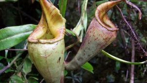Olomoucký vědec objevil nový druh masožravé láčkovky