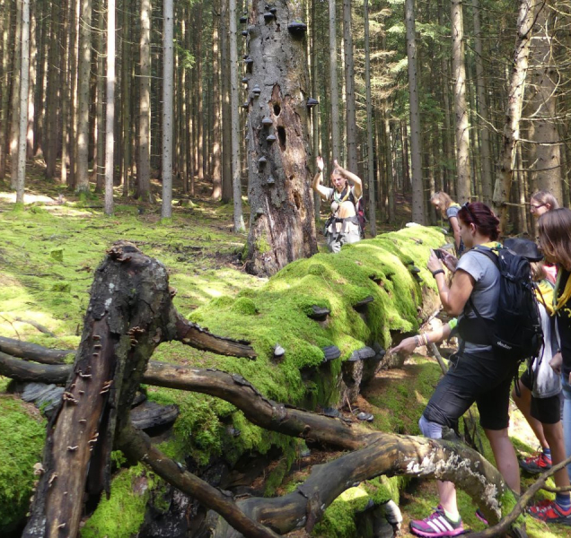 Kraj pátrá po Zelené škole regionu, ocení ji titulem