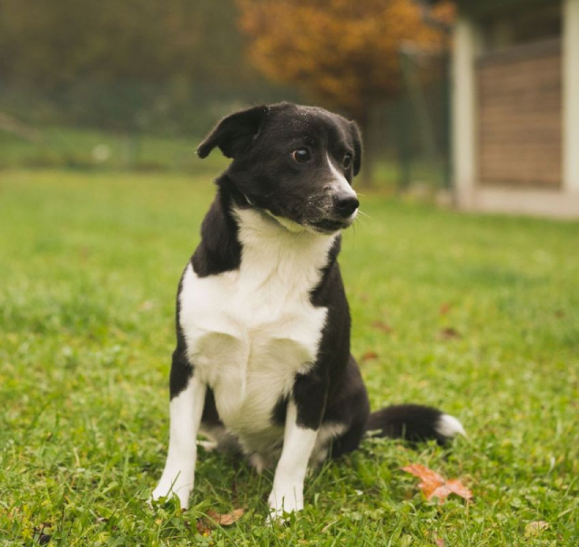 Pro zatoulané olomoucké psy do Čech pod Kosířem? Brzy asi realita