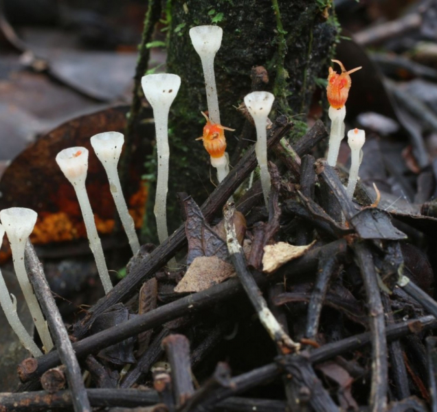 Olomoučtí vědci objevili nejmenší hvězdnatku na světě