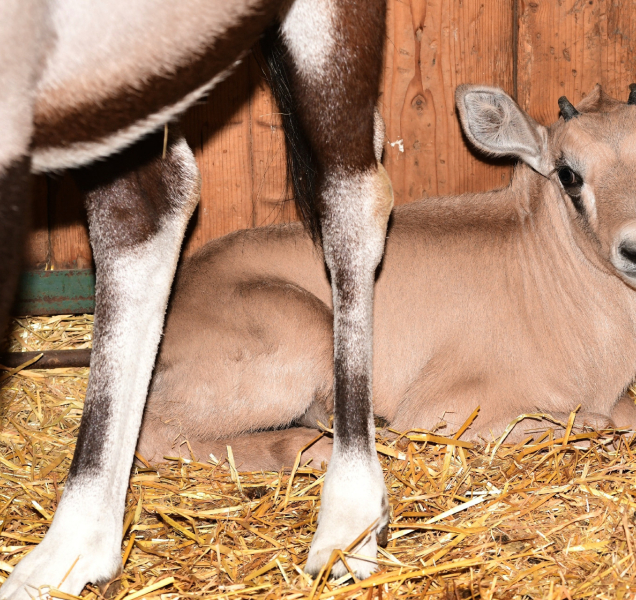 U oryxů v olomoucké zoo si otevřeli porodnici