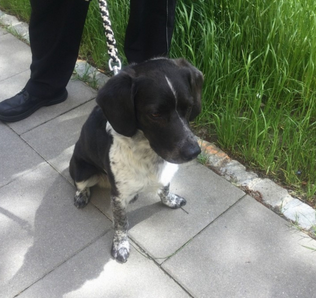 Nalezený pes skončil v olomouckém útulku