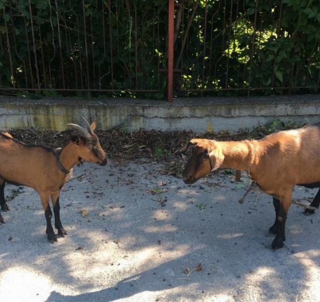 Kozy v letňáku čekali na uklizení kotce