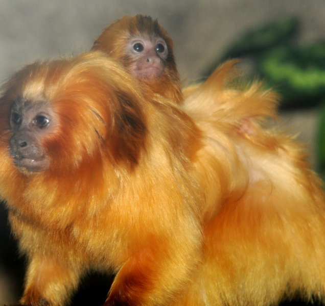 Olomoucká zoo otevírá vnitřní pavilony