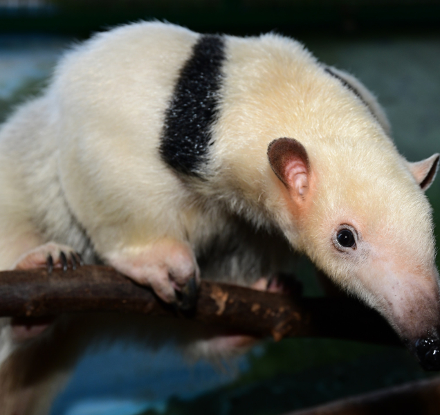 Mravenečnice Calamity dorazila do olomoucké zoologické zahrady
