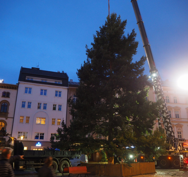 Vánoční jedle dorazila do Olomouce. Jak se bude jmenovat?