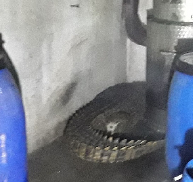 Kuriózní zásahy hasičů? Panda na stromě i krokodýl u požáru