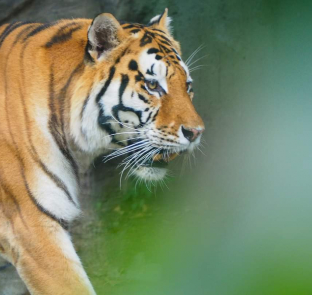 Olomoucká zoo bude mít otevřeno i na Štědrý den