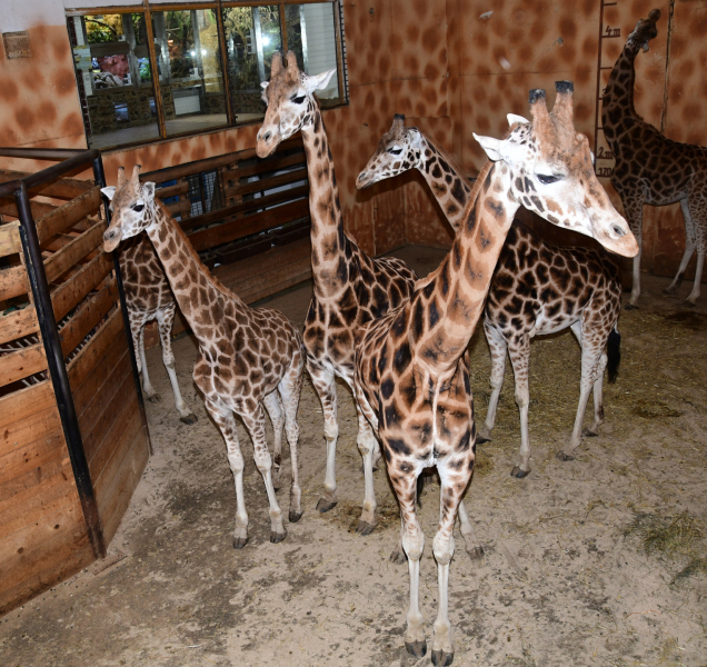 Olomoucká zoo má Michala z Polska