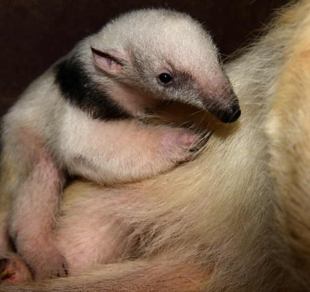 Olomoucká Zoo zvěřejnila svou loňskou rekordní bilanci