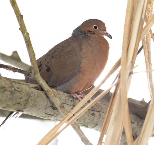 Nejvzácnějším tvorem v Zoo Olomouc je teď unikátní hrdlička