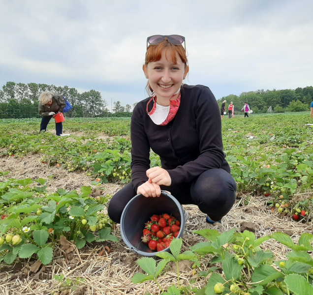 Samosběr jahod je tady! Ve Slavoníně je kilo za 75 korun