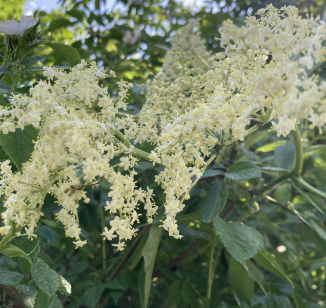 Tradiční česká léčivka černý bez kvete o měsíc dřív