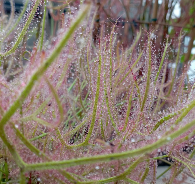 Masožravé rostliny z celého světa opět na Floře