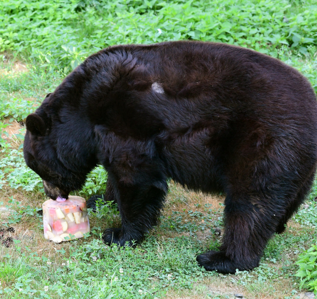Jak se chladí zvířata v zoo? Sprchy, bazény, ledové míče