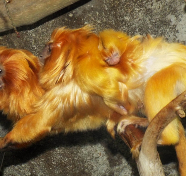 V olomoucké ZOO se radují, narodili se lvíčci zlatí