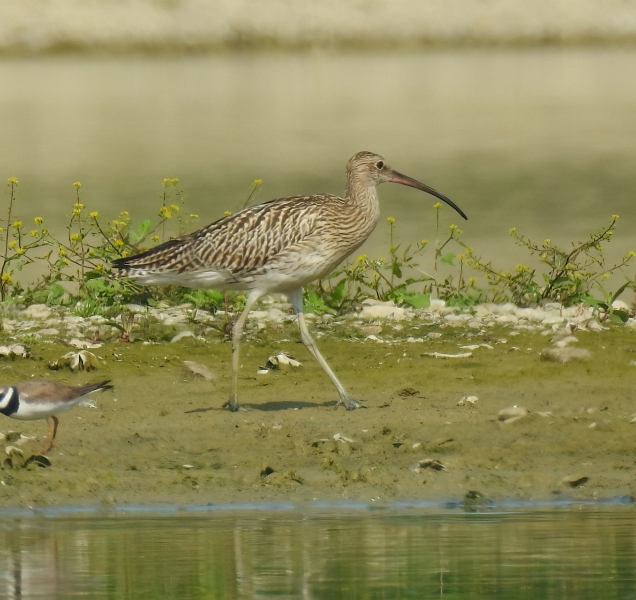 Zaplavená pole po povodních přilákala tisíce vodních ptáků