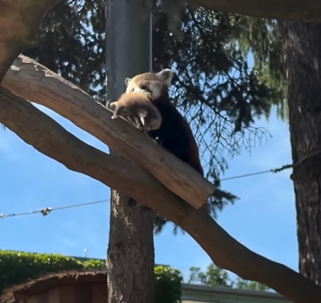 Pandám v Zoo Olomouc se narodila mláďata