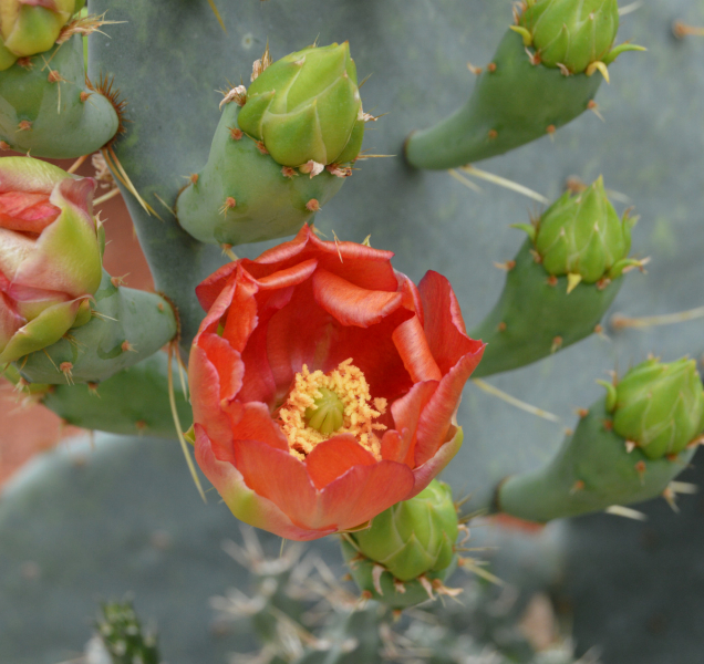 Ve sklenících na Floře vykvetly kaktusy