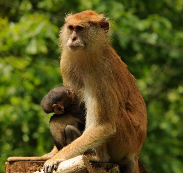 V olomoucké Zoo se narodil kočkodan
