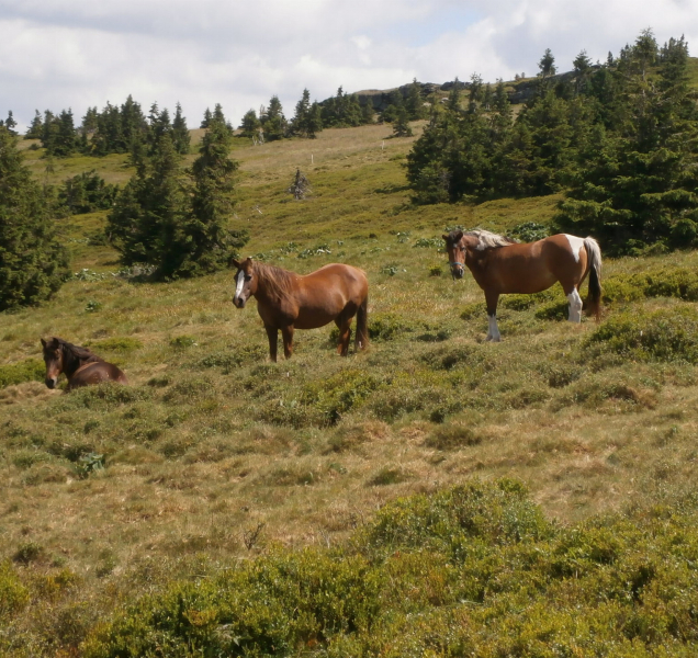 Ke kravám na Pradědu přibyli letos koně
