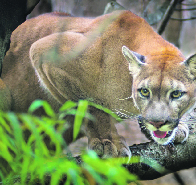 Kam míří puma? Minulý týden byla u Kroměříže